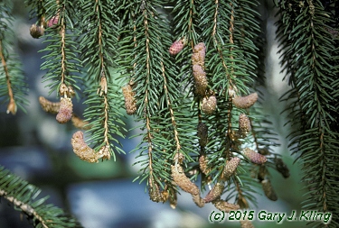 Picea abies
