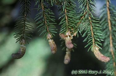 Picea abies