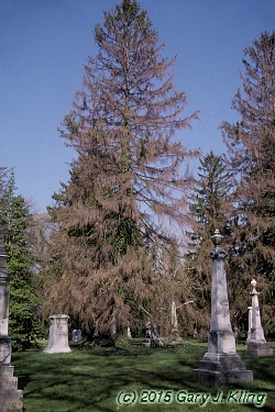 Picea abies
