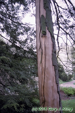 Picea abies