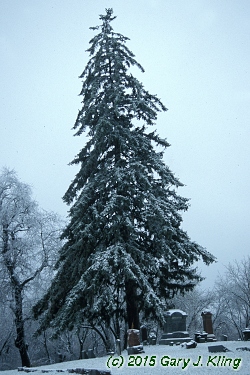 Picea abies