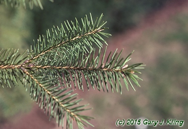 Picea glauca