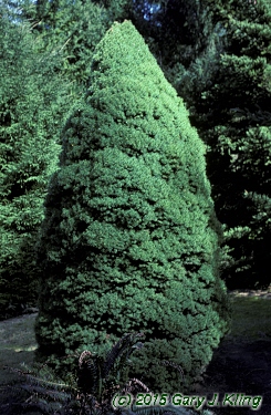 Picea glauca 'Conica'
