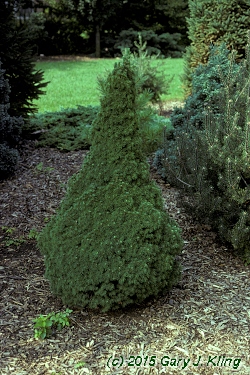 Picea glauca 'Conica' habit: UIPLANTS