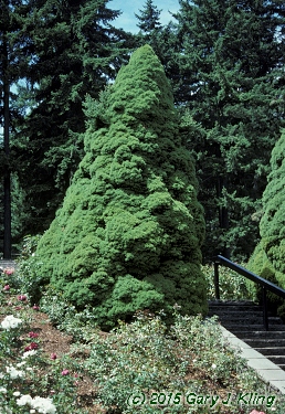 Picea glauca 'Conica'