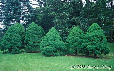Picea glauca 'Conica'