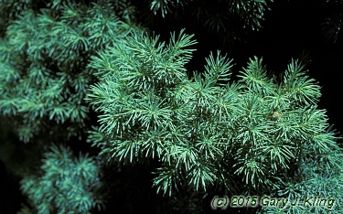 Picea glauca 'Conica'