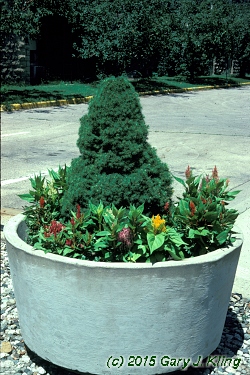 Picea glauca 'Conica'