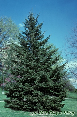 Picea glauca var. densata