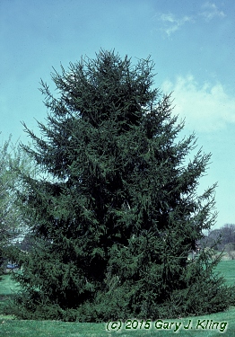 Picea omorika