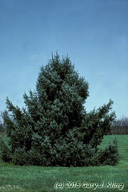Picea omorika