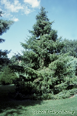Picea omorika