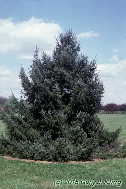 Picea omorika