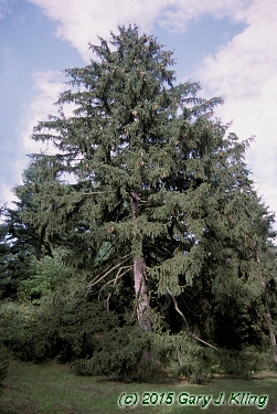 Picea omorika