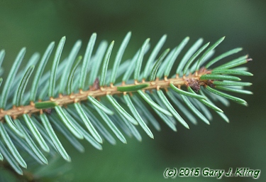 Picea omorika