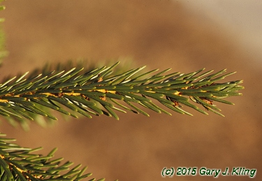 Picea omorika