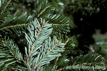 Picea omorika