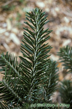 Picea omorika