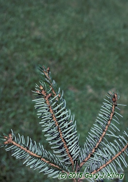 Picea omorika