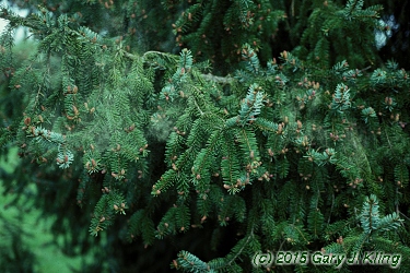 Picea omorika