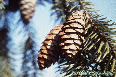 Picea omorika