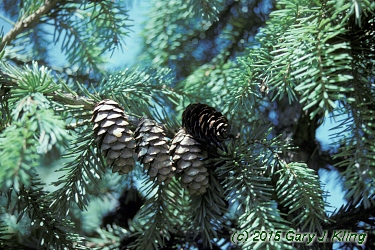 Picea omorika
