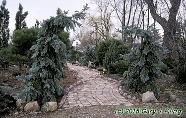 Picea pungens 'Glauca Pendula'