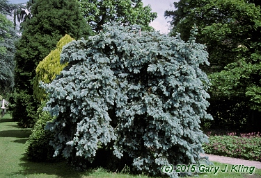 Picea pungens 'Glauca Pendula'