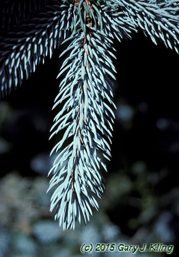 Picea pungens 'Hoopsii'