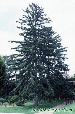 Picea abies