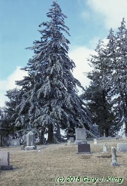 Picea abies