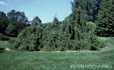 Picea abies 'Inversa'