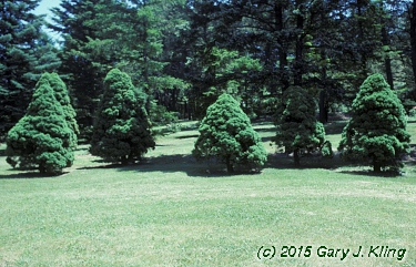 Picea glauca 'Conica'