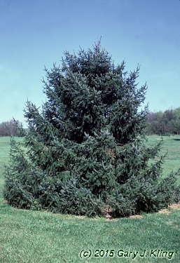 Picea omorika