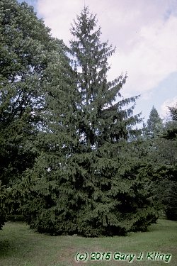 Picea omorika