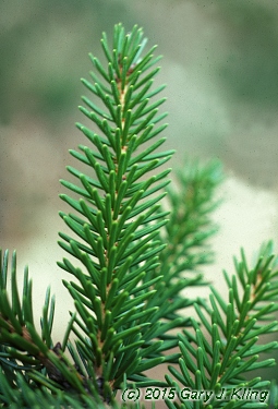 Picea omorika