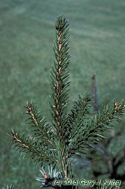 Picea omorika