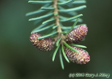 Picea omorika