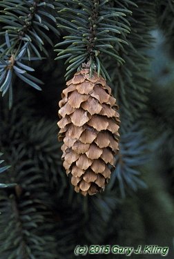 Picea pungens