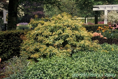 Pieris floribunda