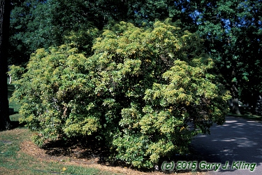 Pieris japonica