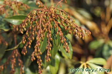 Pieris japonica