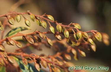 Pieris japonica