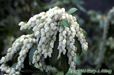 Pieris japonica