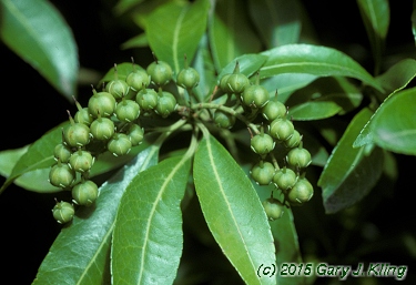 Pieris japonica