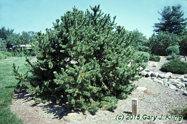 Pinus aristata