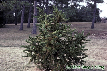 Pinus aristata
