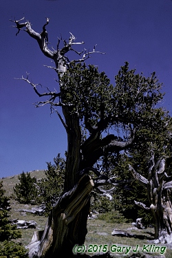 Pinus aristata