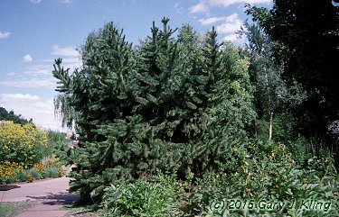Pinus aristata