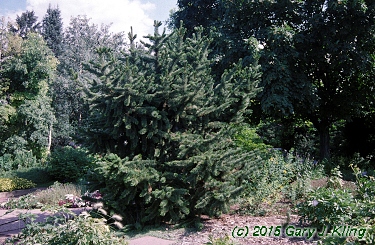 Pinus aristata